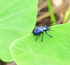 Platycorynus peregrinus