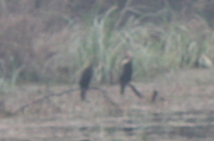 Anhinga melanogaster