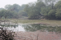 Anhinga melanogaster