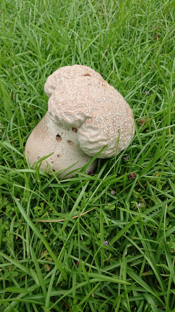 Calvatia lilacina · May 2020 · photo: © vole (iNaturalist, cc-by)