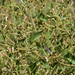 Brickellia floribunda - Photo 由 BJ Stacey 所上傳的 (c) BJ Stacey，保留部份權利CC BY-NC