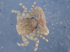 Petrocheles spinosus