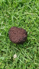 Calvatia lilacina