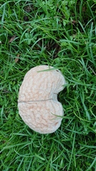 Calvatia lilacina