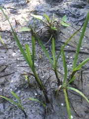 Sparganium erectum