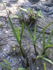 Sparganium erectum