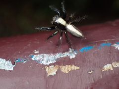 Plexippina