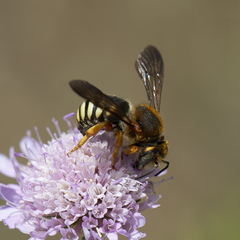 Rhodanthidium septemdentatum