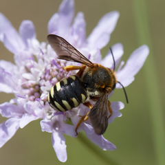Rhodanthidium septemdentatum