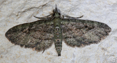 Eupithecia longidens