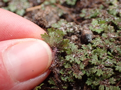 Hydrocotyle dissecta