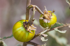 Solanum elaeagnifolium