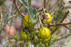 Solanum elaeagnifolium
