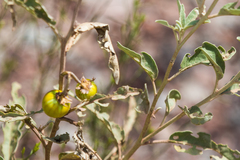 Solanum elaeagnifolium