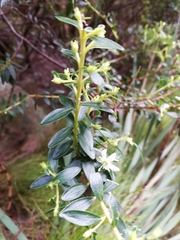 Agathosma crenulata