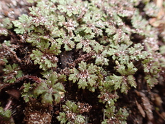 Hydrocotyle dissecta