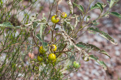 Solanum elaeagnifolium