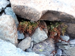 Asplenium cuneifolium