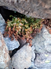 Asplenium cuneifolium