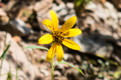 Helianthus nuttallii