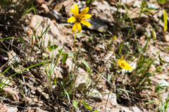 Helianthus nuttallii