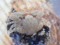 Petrocheles spinosus