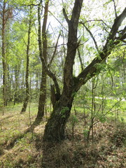 Betula pendula carelica