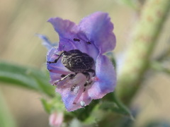 Mogulones geographicus