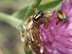 Cryptocephalus vittatus