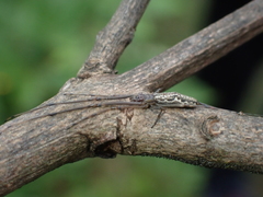 Tetragnatha praedonia
