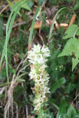 Campanula thyrsoides