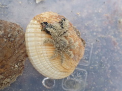 Neohymenicus pubescens