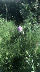 Allium ampeloprasum