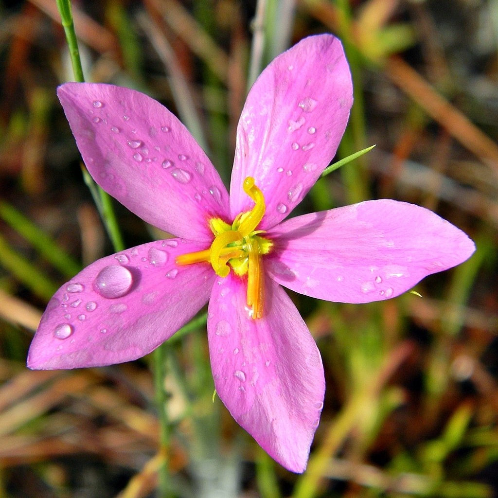 Largeflower Rose Gentian