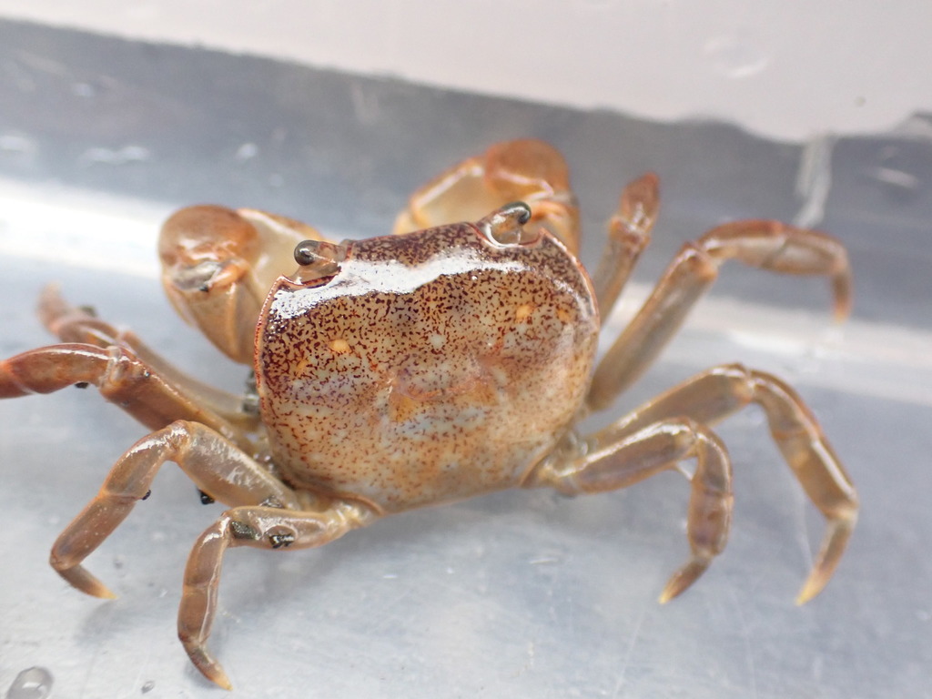 Smooth Shore Crab (Intertidal and Coastal Species of the East Coast ...