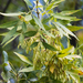 Fraxinus velutina - Photo (c) BJ Stacey, μερικά δικαιώματα διατηρούνται (CC BY-NC), uploaded by BJ Stacey
