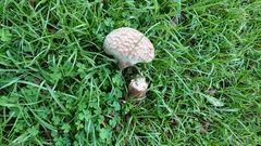 Calvatia lilacina