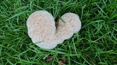 Calvatia lilacina
