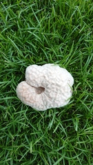 Calvatia lilacina