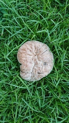 Calvatia lilacina