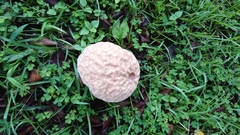 Calvatia lilacina