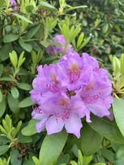 Rhododendron