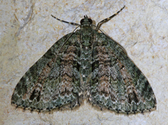 Hammaptera parinotata