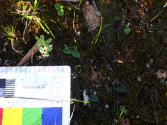 Eriochilus collinus collinus