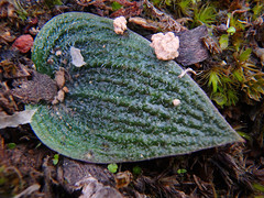 Eriochilus collinus collinus