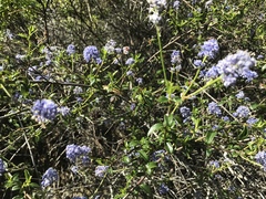 Ceanothus foliosus foliosus