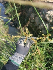 Cyperus imbricatus