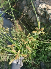 Cyperus imbricatus
