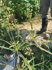 Cyperus imbricatus