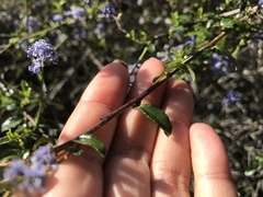 Ceanothus foliosus foliosus